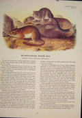 Original Old Antique Print Bushy Tailed Wood Rat Rats Mouse Rodent Color