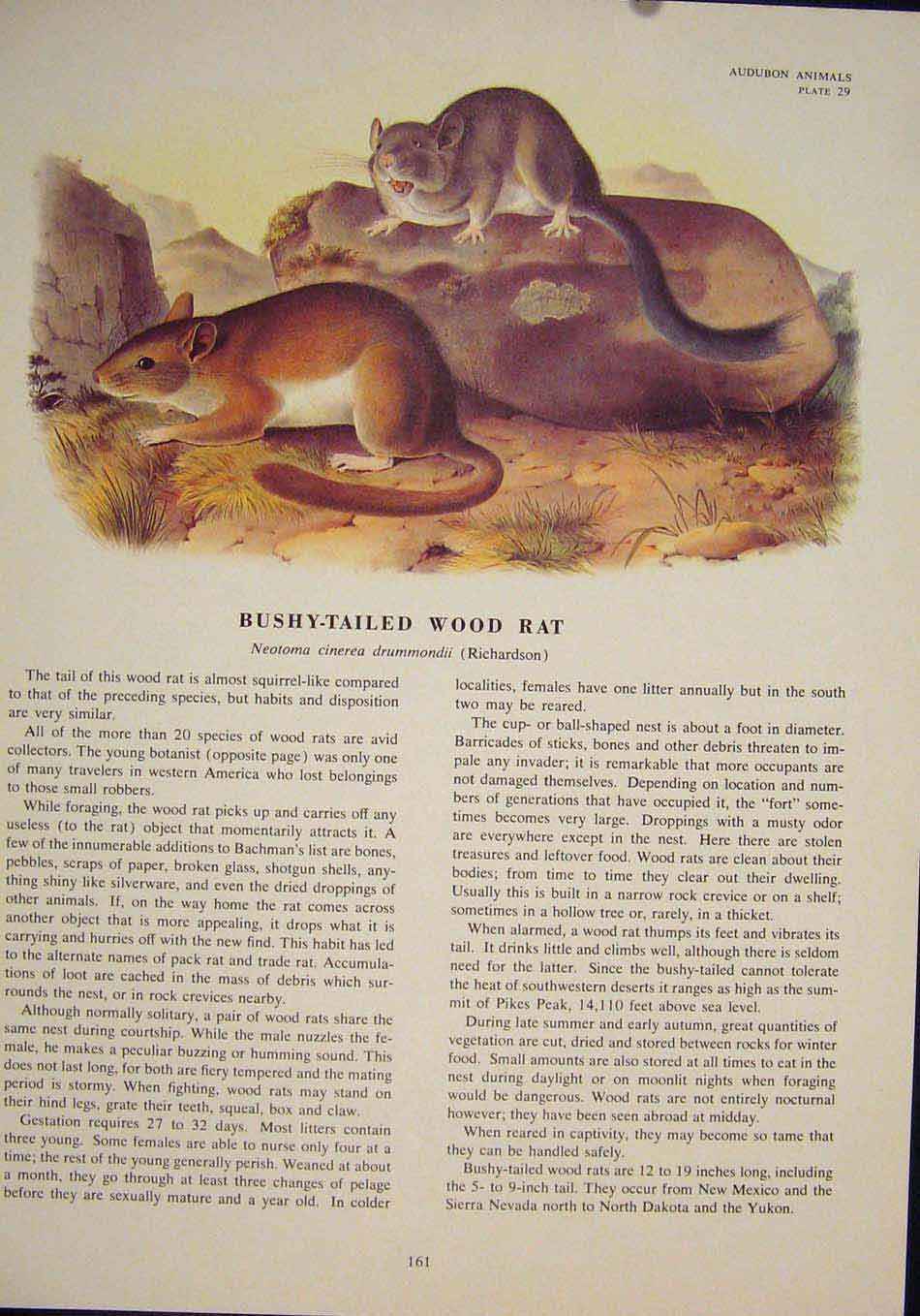 Original Old Antique Print Bushy Tailed Wood Rat Rats Mouse Rodent Color