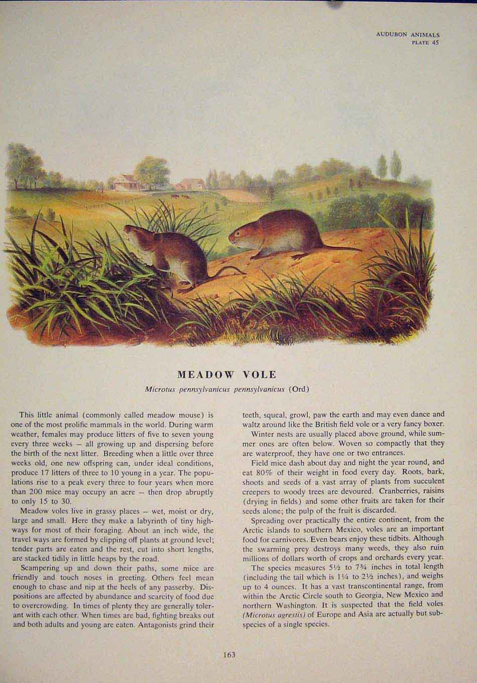Original Old Antique Print Meadow Vole Rat Rats Shrew Mouse Rodent Color
