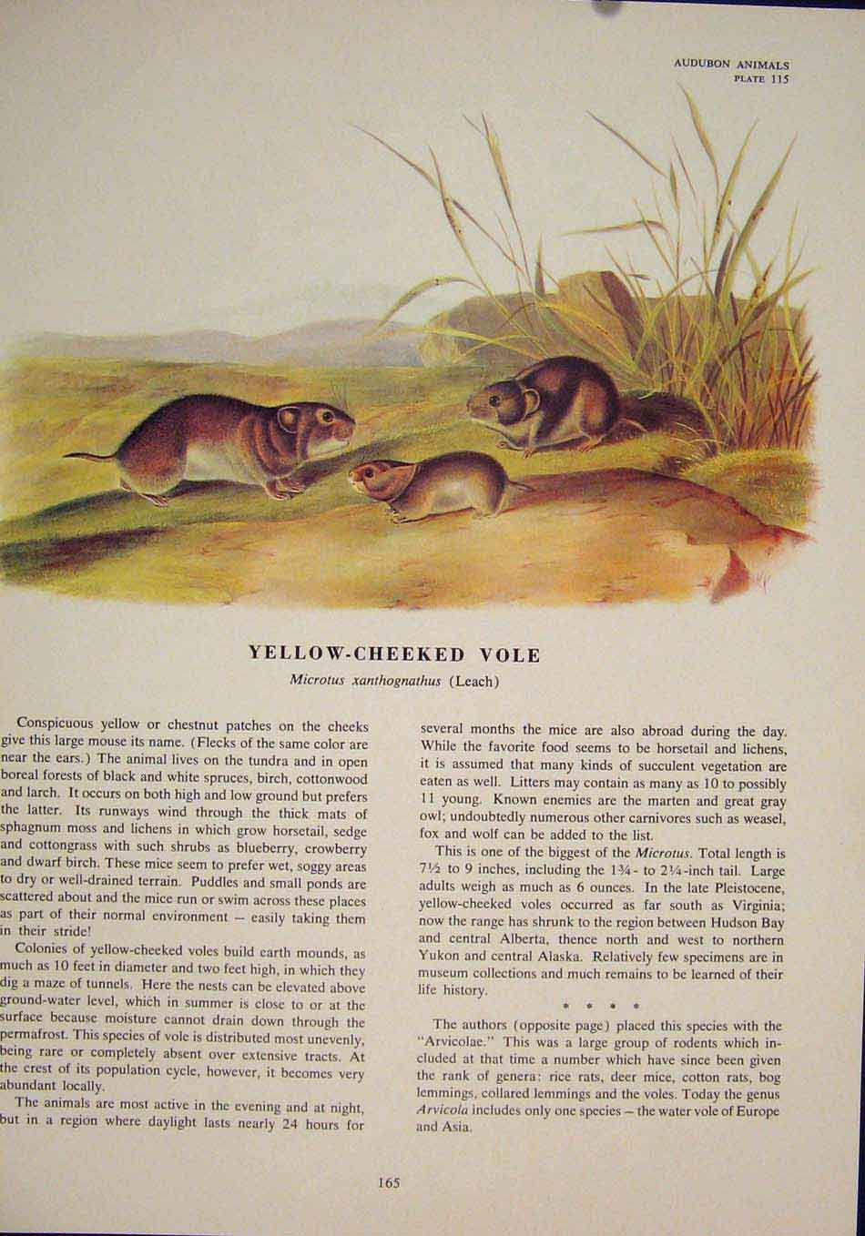 Original Old Antique Print Yellow Cheeked Vole Rat Rats Shrew Mouse Rodent Color