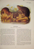 Original Old Antique Print Muskrat Rat Rats Shrew Mouse Rodent Color