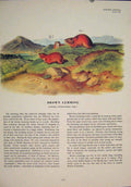 Original Old Antique Print Brown Lemmng Rat Rats Shrew Mouse Rodent Color