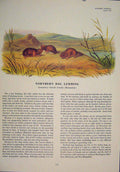 Original Old Antique Print Northern Bog Lemming Rat Rats Mouse Rodent Color