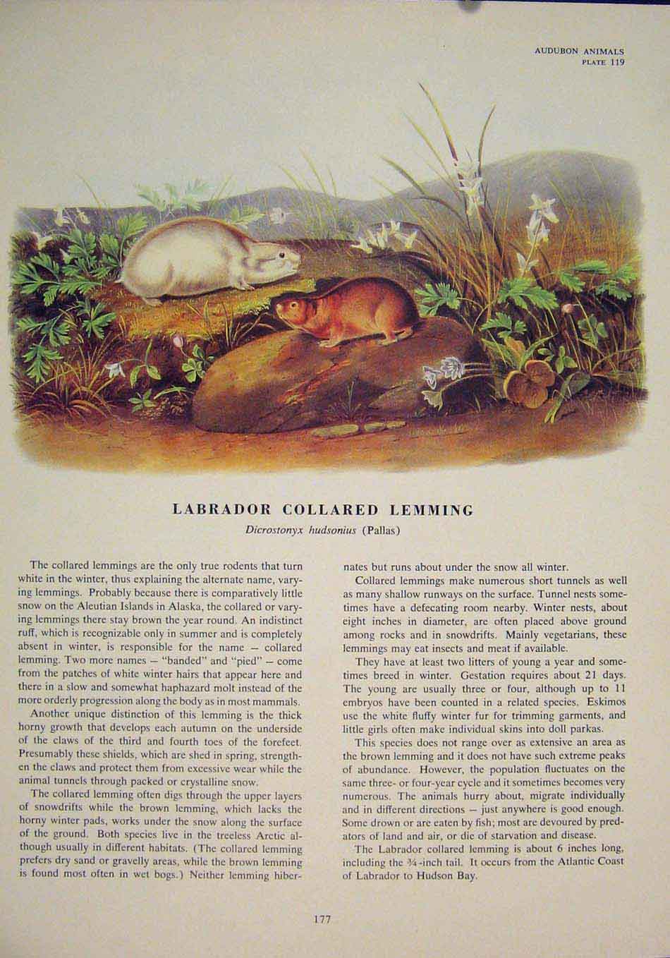 Original Old Antique Print Labrador Collared Lemming Rodent Rat Mouse Color