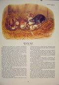 Original Old Antique Print Black Rat Rats Shrew Mouse Rodent Color