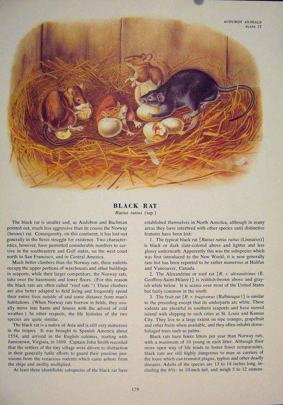 Original Old Antique Print Black Rat Rats Shrew Mouse Rodent Color