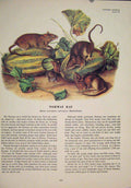 Original Old Antique Print Norway Rat Rats Shrew Mouse Rodent Color