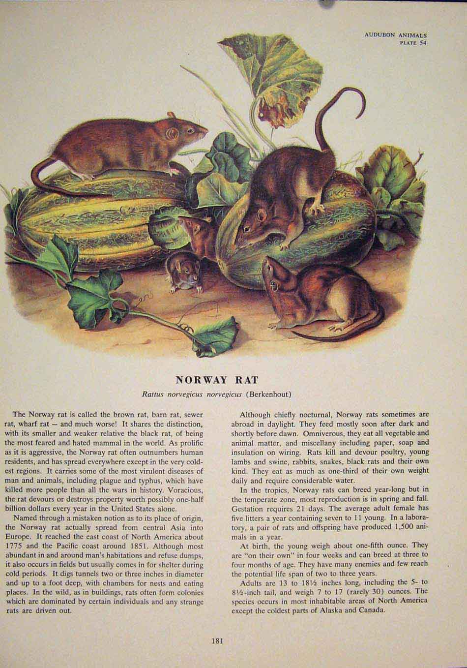 Original Old Antique Print Norway Rat Rats Shrew Mouse Rodent Color