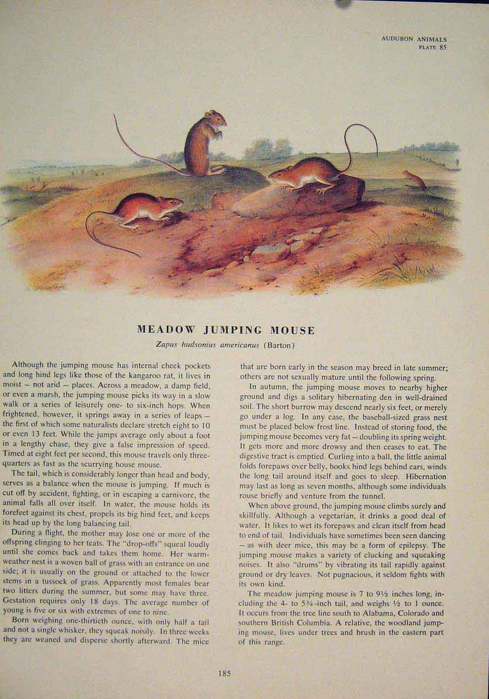 Original Old Antique Print Meadow Jumping Mice Rat Rats Mouse Rodent Color