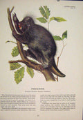 Original Old Antique Print Porcupine Rat Rats Shrew Mouse Rodent Color