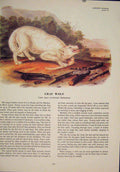 Original Old Antique Print Wolf Wolves Gray Dog Dogs Color Art