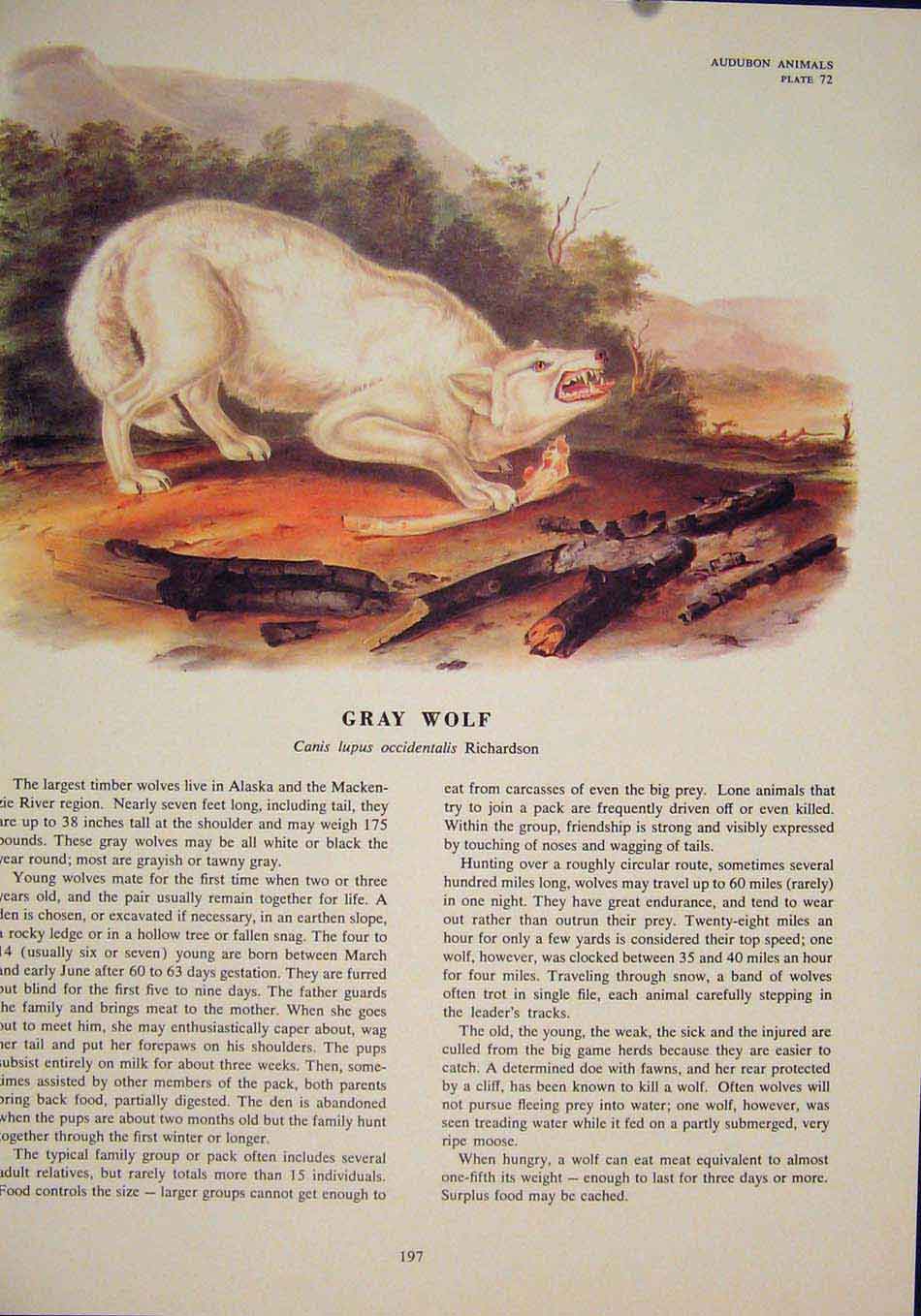 Original Old Antique Print Wolf Wolves Gray Dog Dogs Color Art