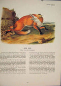 Original Old Antique Print Red Fox Wolf Wolves Dog Dogs Foxes Color