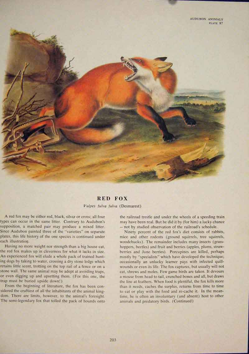 Original Old Antique Print Red Fox Wolf Wolves Dog Dogs Foxes Color