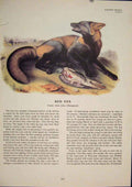 Original Old Antique Print Red Fox Foxes Wolves Wolf Dog Dogs Color