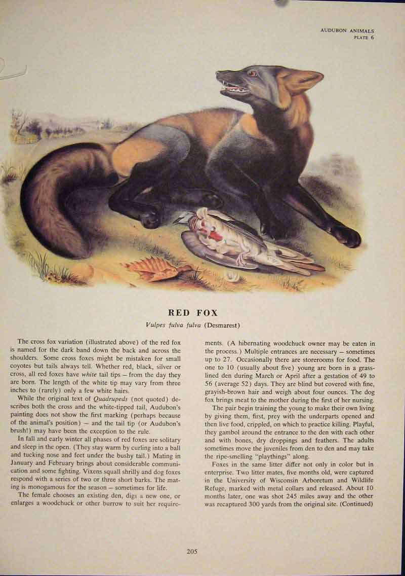 Original Old Antique Print Red Fox Foxes Wolves Wolf Dog Dogs Color