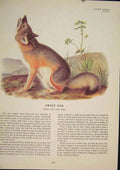 Original Old Antique Print Swift Fox Foxes Dog Dogs Wolf Wolves Color