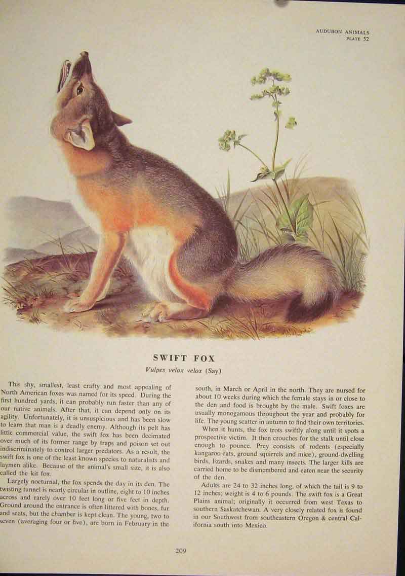 Original Old Antique Print Swift Fox Foxes Dog Dogs Wolf Wolves Color