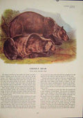 Original Old Antique Print Black Grixxly Brown Bear Bears Color