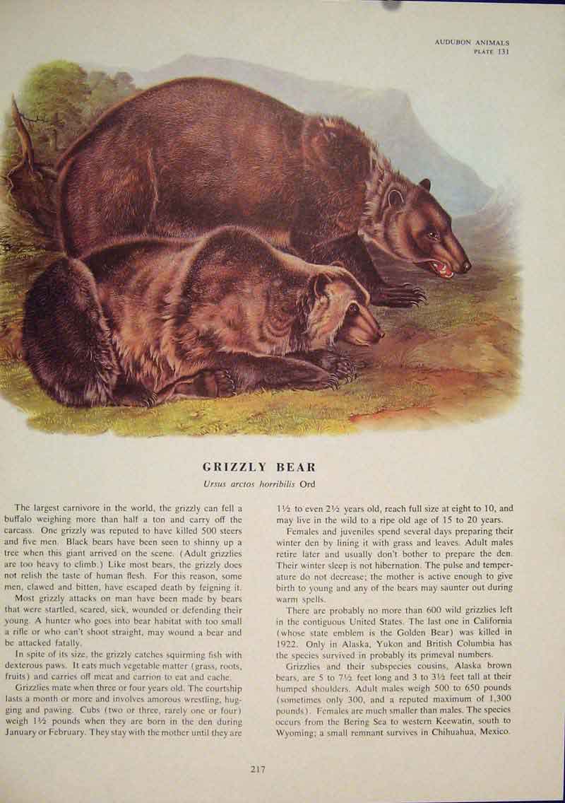 Original Old Antique Print Black Grixxly Brown Bear Bears Color
