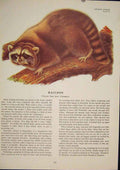 Original Old Antique Print Raccoon Rat Rats Shrew Mouse Rodent Color
