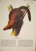 Original Old Antique Print Fisher Rat Rats Shrew Mouse Rodent Color Art