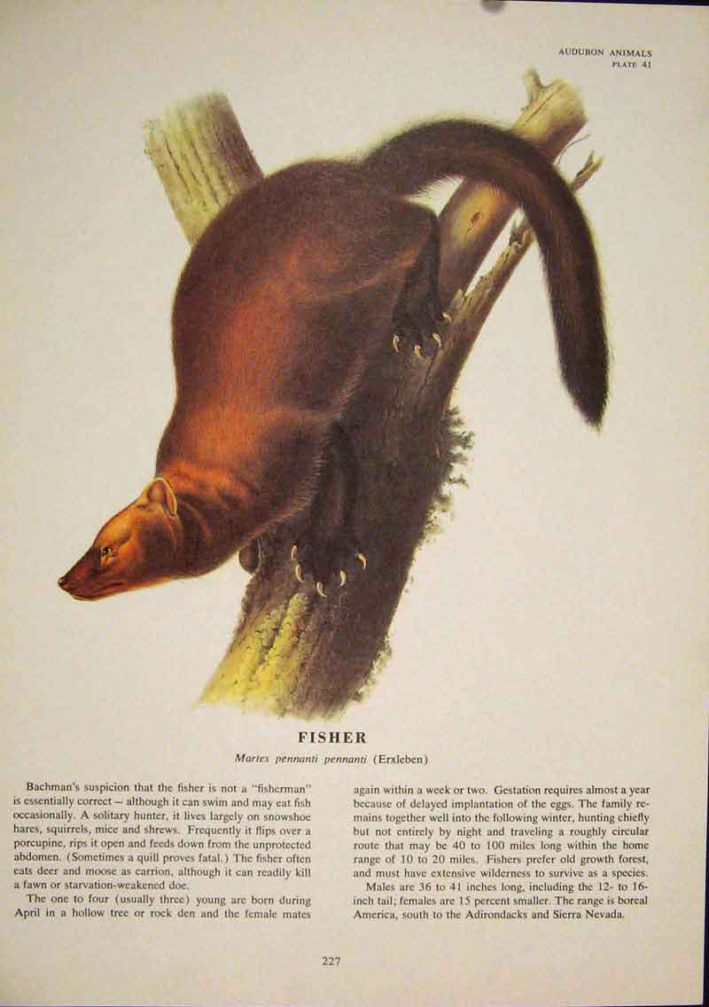 Original Old Antique Print Fisher Rat Rats Shrew Mouse Rodent Color Art