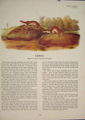 Original Old Antique Print Ermine Animal Weasel Rat Rats Rodent Color
