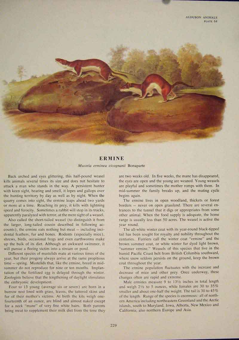 Original Old Antique Print Ermine Animal Weasel Rat Rats Rodent Color