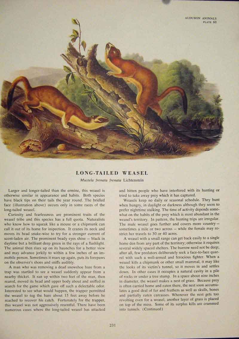 Original Old Antique Print Long Tailed Weasel Rat Rats Rodent Color