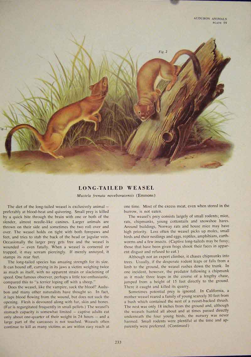 Original Old Antique Print Long Tailed Weasel Weasels Rat Rats Rodent Color