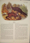 Original Old Antique Print Mink Minks Rat Rats Shrew Mouse Rodent Color