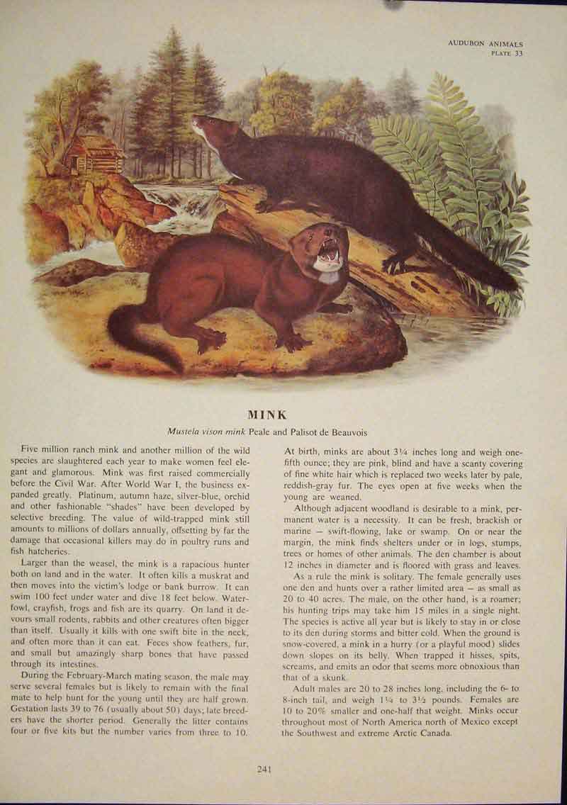 Original Old Antique Print Mink Minks Rat Rats Shrew Mouse Rodent Color
