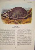 Original Old Antique Print Badger Rat Rats Shrew Mouse Rodent Color