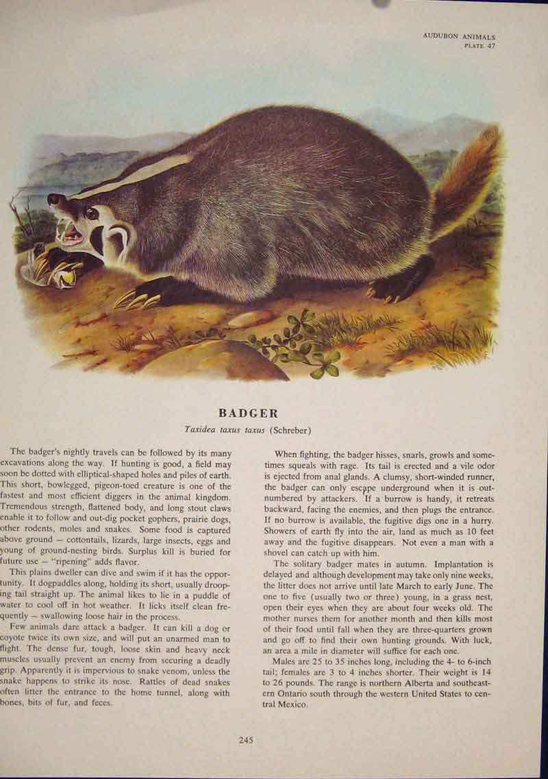 Original Old Antique Print Badger Rat Rats Shrew Mouse Rodent Color