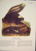 Original Old Antique Print Striped Skunk Rat Rats Rodent Color Skunks