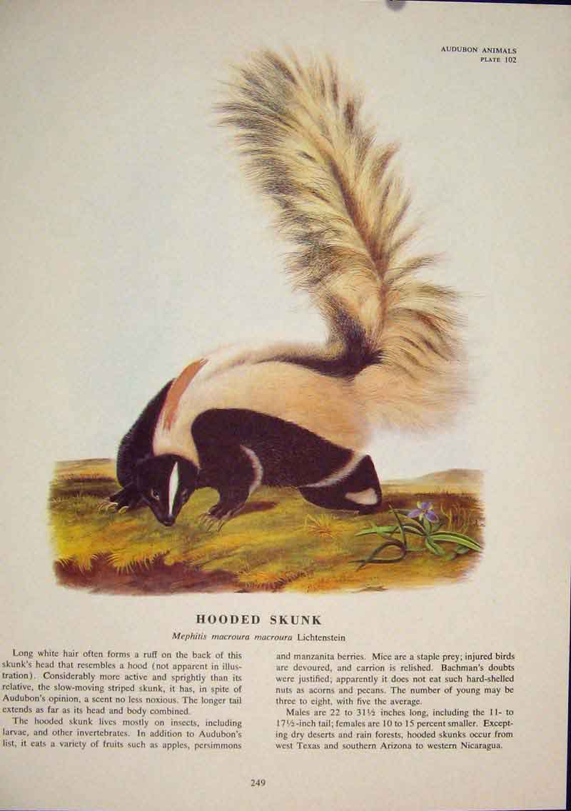 Original Old Antique Print Hooded Skunk Skunks Rat Rats Rodent Color