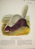 Original Old Antique Print Hog Nosesd Skunk Rat Rats Skunks Rodent Color