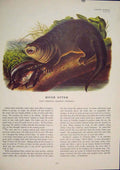 Original Old Antique Print River Otter Rat Rats Shrew Mouse Rodent Color
