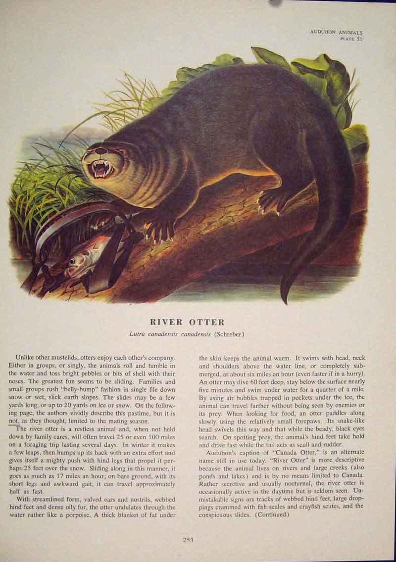 Original Old Antique Print River Otter Rat Rats Shrew Mouse Rodent Color