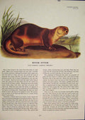 Original Old Antique Print Ref.111 River Otter Rat Rats Shrew Mouse Rodent
