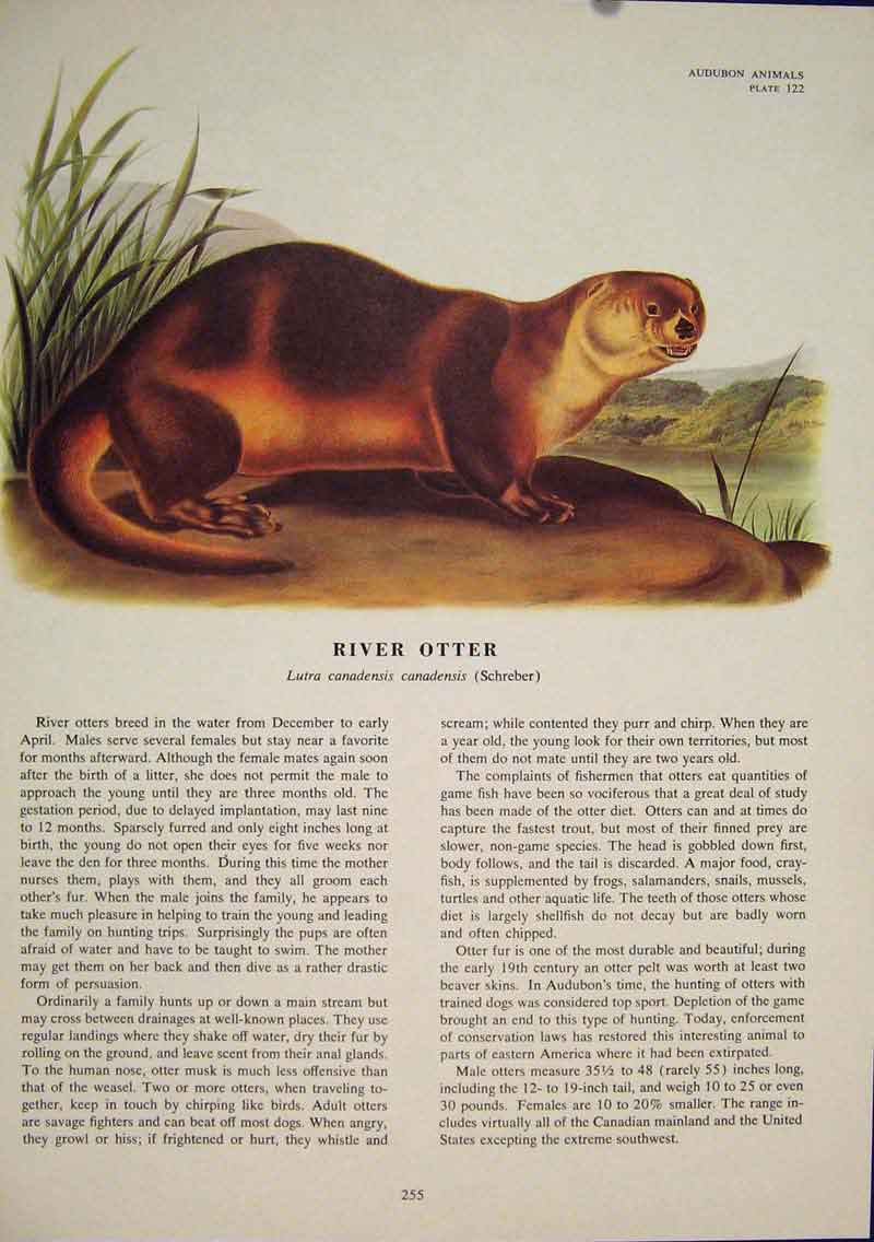 Original Old Antique Print Ref.111 River Otter Rat Rats Shrew Mouse Rodent