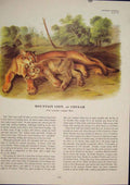 Original Old Antique Print Mountain Lion Cougar Tigers Jaguar Color