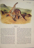 Original Old Antique Print Bobcat Cat Cats Tiger Lion Jaguar Color