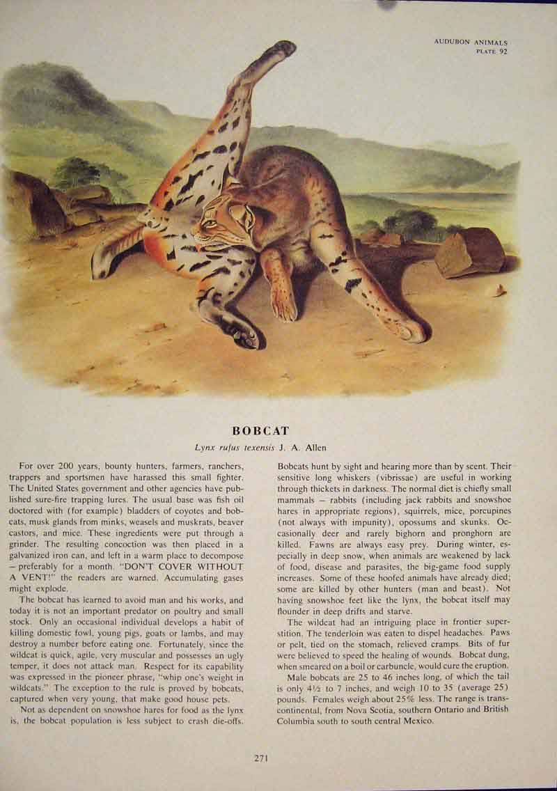 Original Old Antique Print Bobcat Cat Cats Tiger Lion Jaguar Color