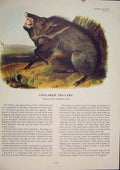 Original Old Antique Print Collared Peccary Warthog Bush Pig Animal Color