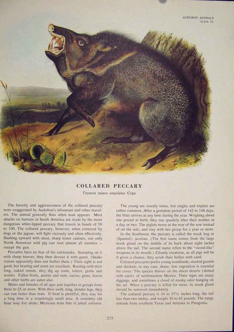Original Old Antique Print Collared Peccary Warthog Bush Pig Animal Color
