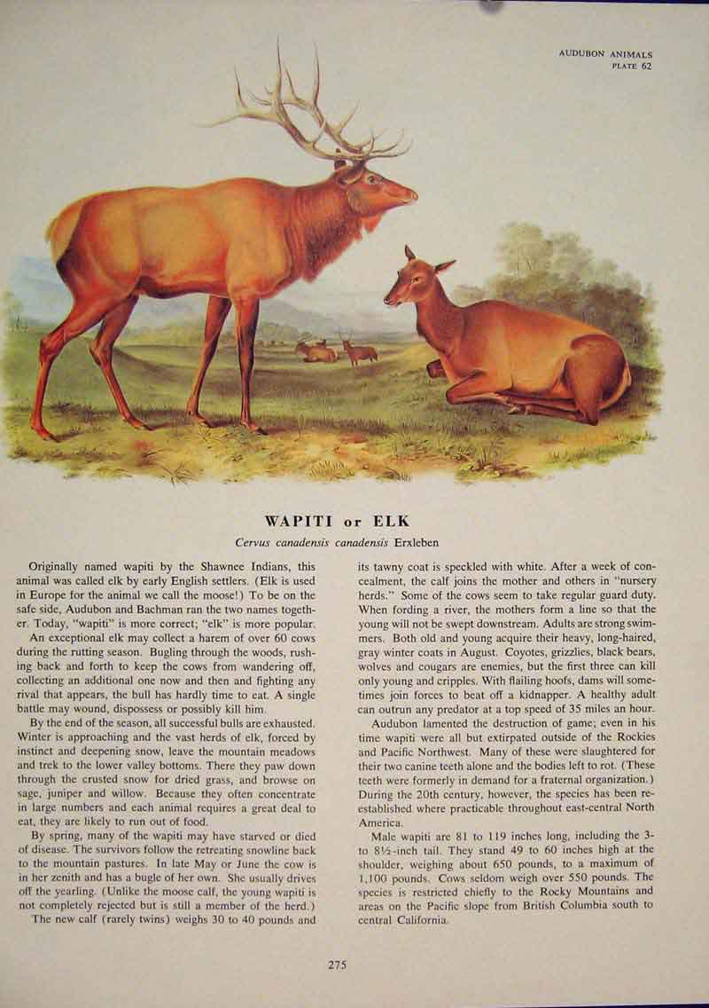 Original Old Antique Print Wapiti Elk Buck Animal Color Quadruped Audubon