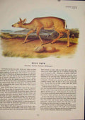 Original Old Antique Print Mule Deer Buck Animal Color Quadruped Audubon