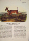 Original Old Antique Print Columbian White Tailed Beer Buck Animal Color